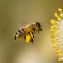Según el Instituto Humboldt, en 2020 existían alrededor de 3 mil apicultores en el país que manejaban 120 mil colmenas.