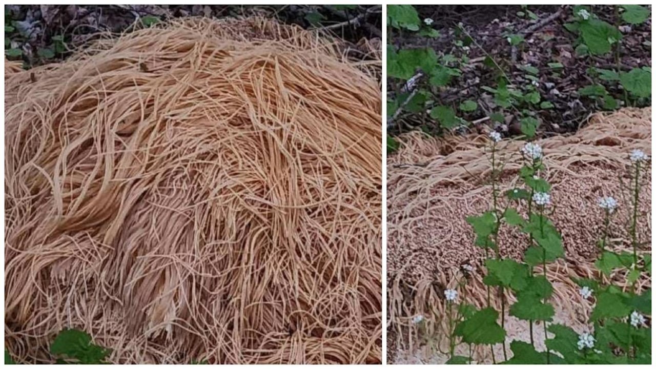 Una líder política local hizo la denuncia pública. Nina Jochnowitz colgó las fotografías de lo sucedido en sus redes sociales.