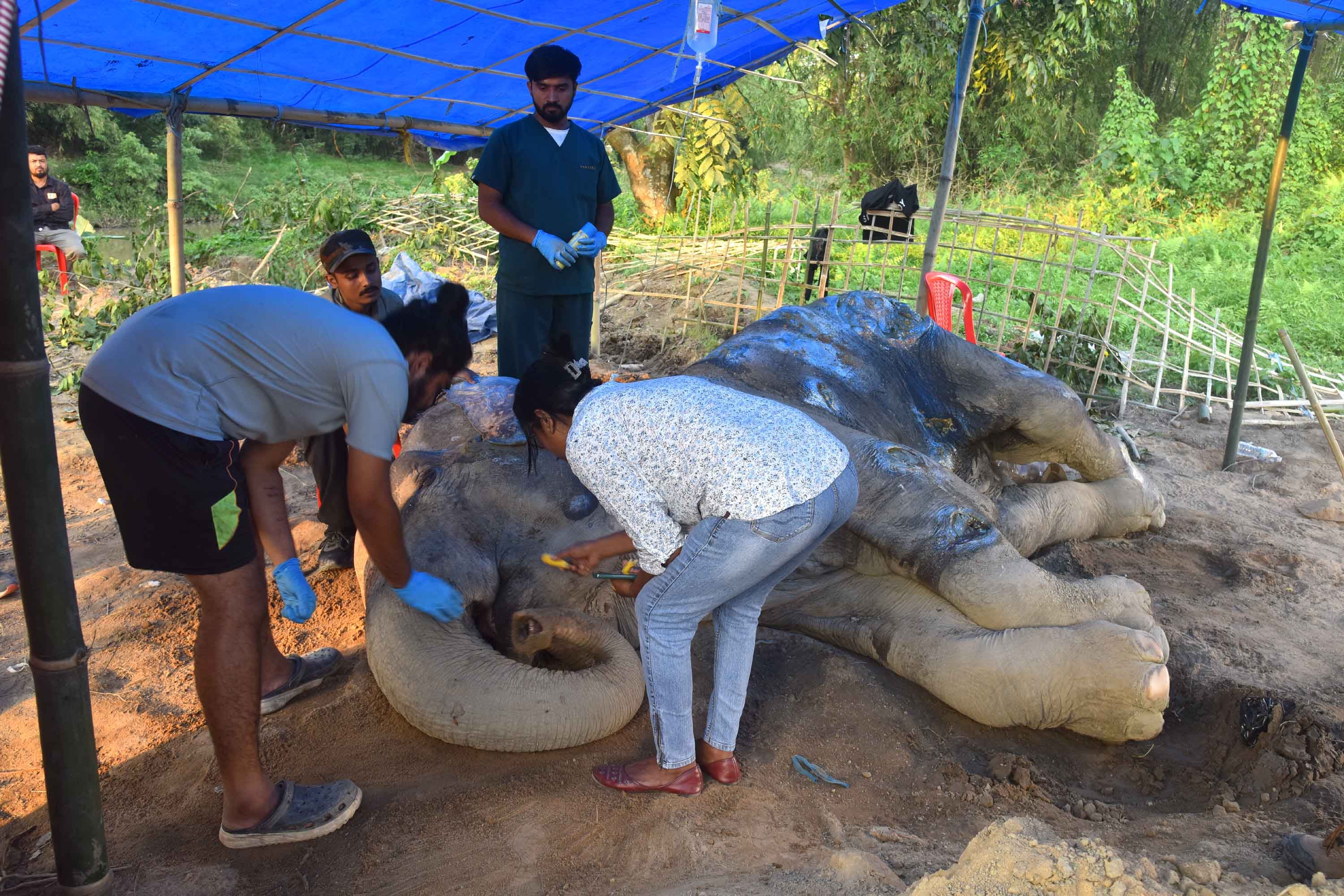 El centro se encarga de recuperar animales que han sido maltratados.