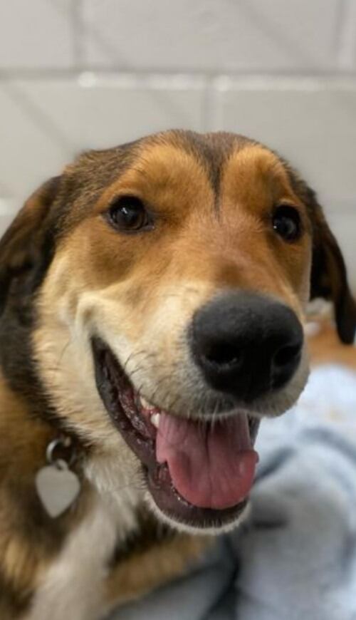 La perrita recorrió casi 17 kilómetros hasta que halló el refugio en el que creció.