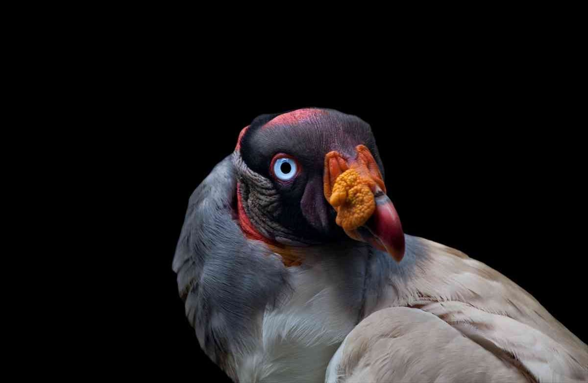 El Rey de los Gallinazos (Sarcoramphus papa) rescatado de tráfico ilegal, vive en la Fundación Santa Cruz en San Antonio, Cundinamarca, Colombia, el 2 de agosto de, 2019. Foto: Juancho Torres