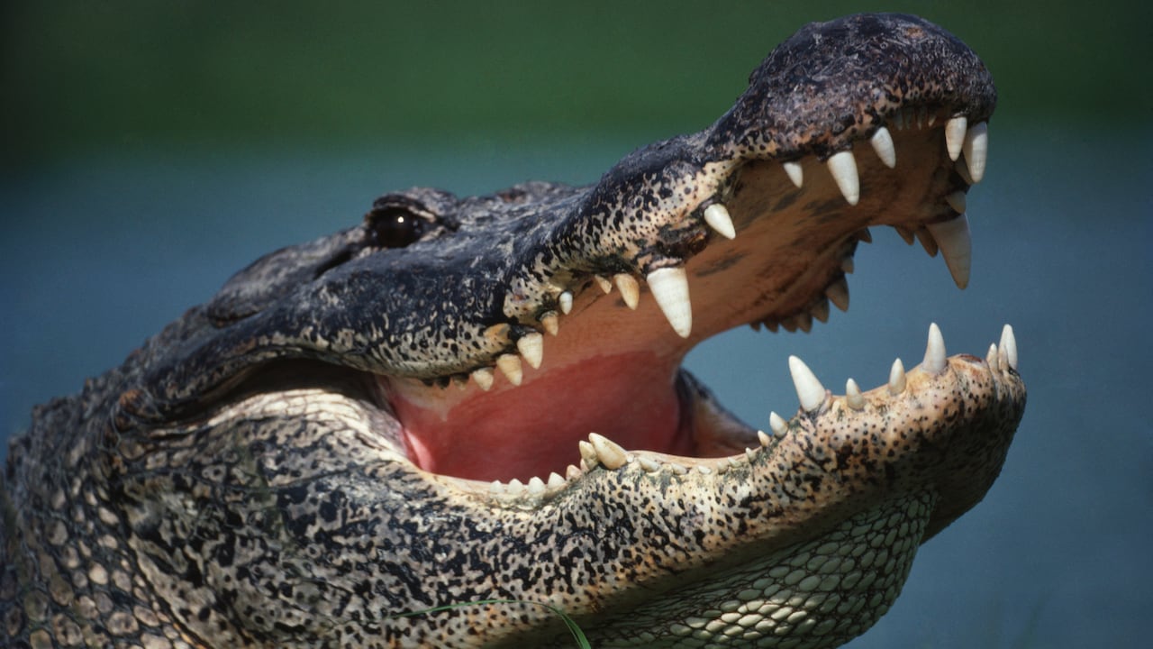 Las autoridades hicieron un llamado a los locales y turistas a nadar solo en horas del día y en zonas autorizadas, puesto que por esta época los caimanes podrían moverse de un lugar a otro.