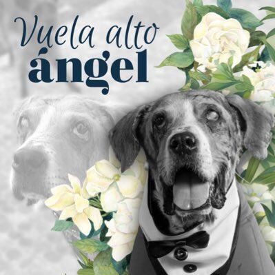 Ángel se convirtió en inspiración para el proyecto de ley contra el maltrato animal en Colombia.