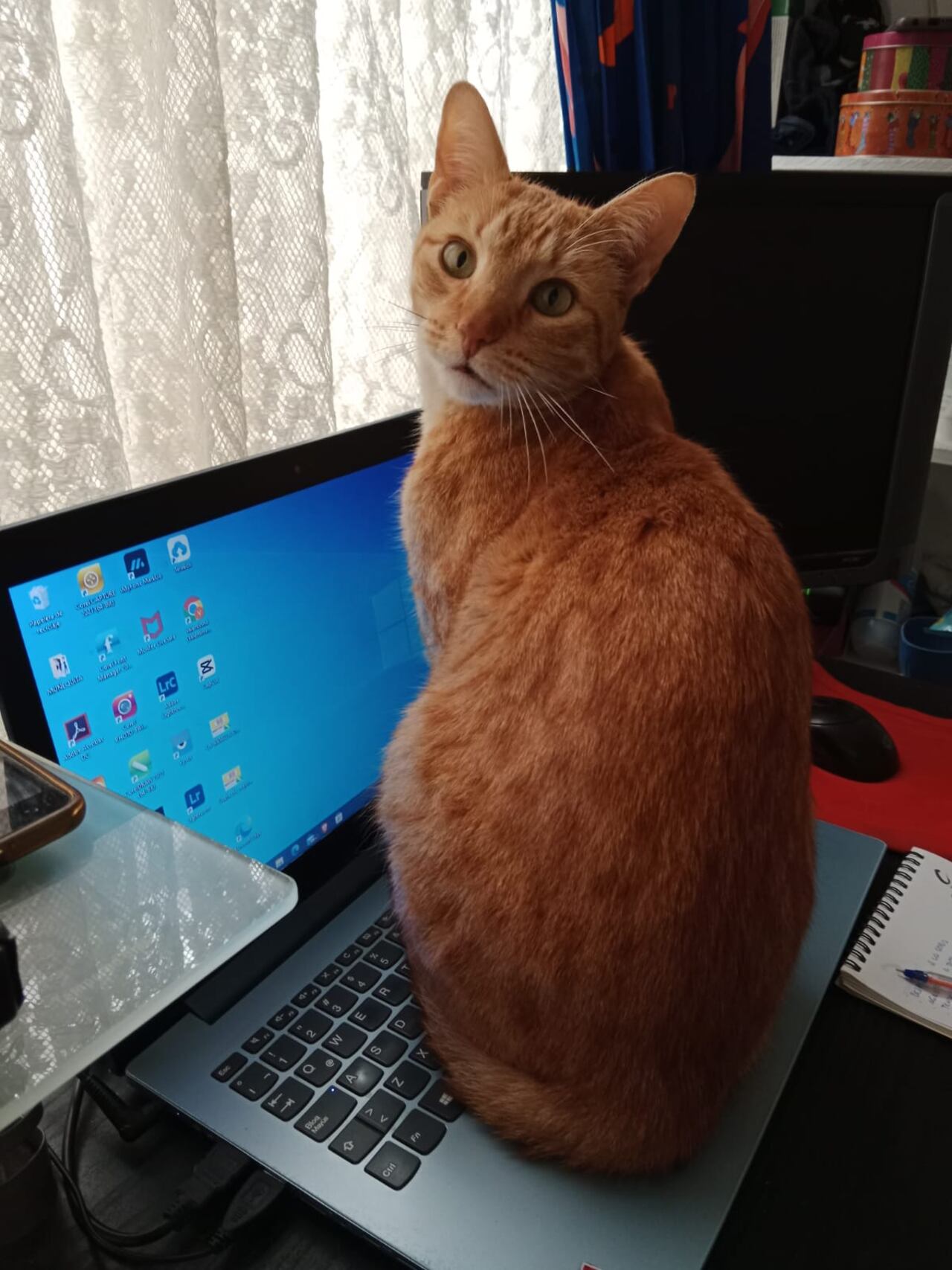 gato, gatos mascotas Archie