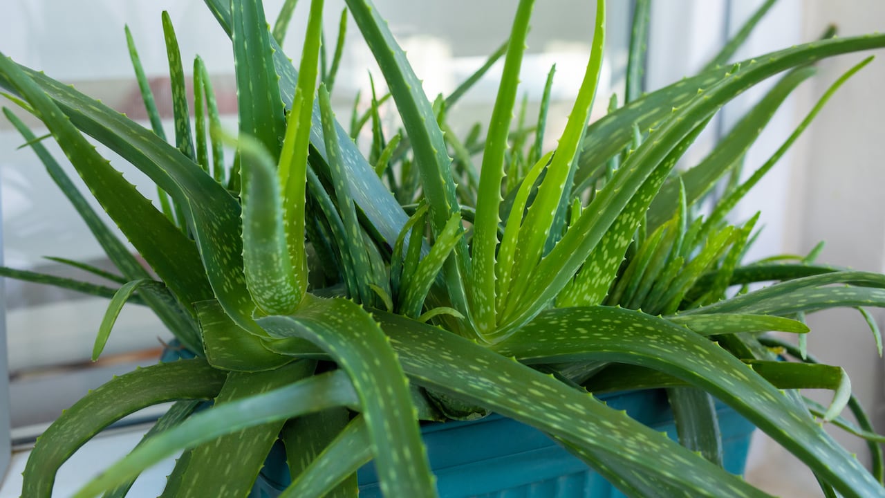 Aloe vera