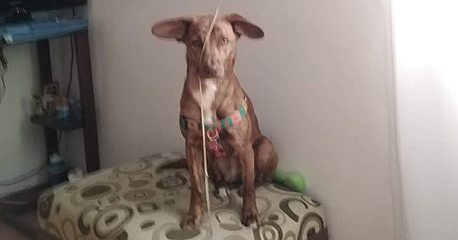 Un hombre dejó escapar a Mara y no da detalles sobre su paradero, ¿la ha visto?