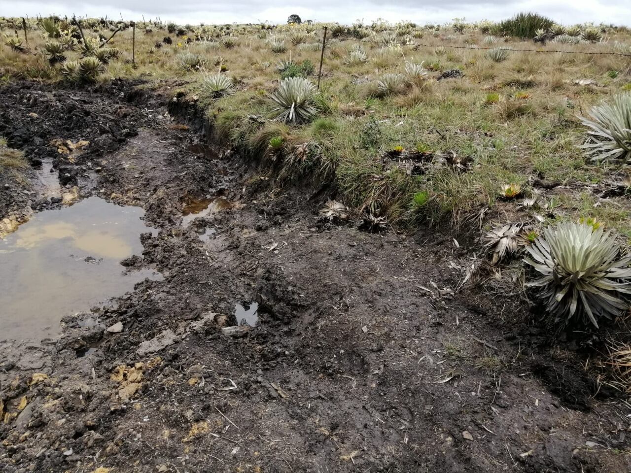 La CAR suspendió de manera inmediata las carreras clandestinas y los denominados “piques” de carros y motos en el páramo de Rabanal.