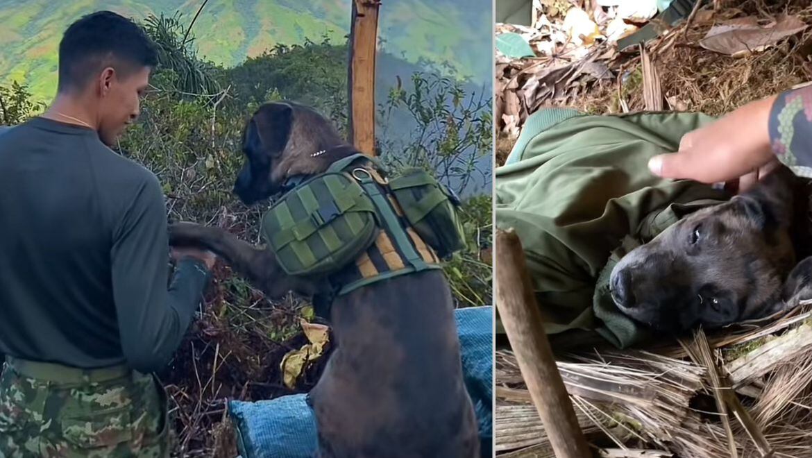 Rafa, el perro táctico que salva vidas y levanta el ánimo de los soldados