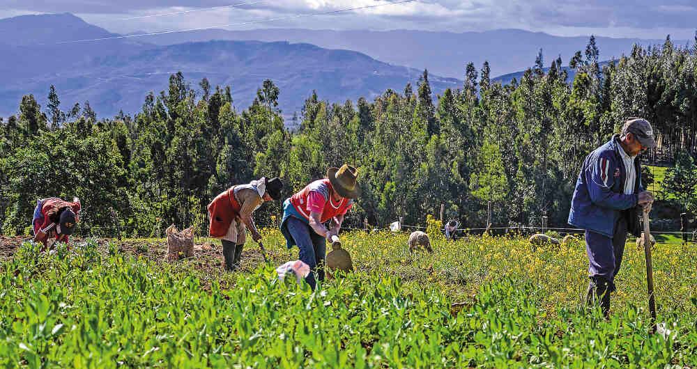 Los papicultores de Boyacá tendrán descenso en sus costos de producción y logística.