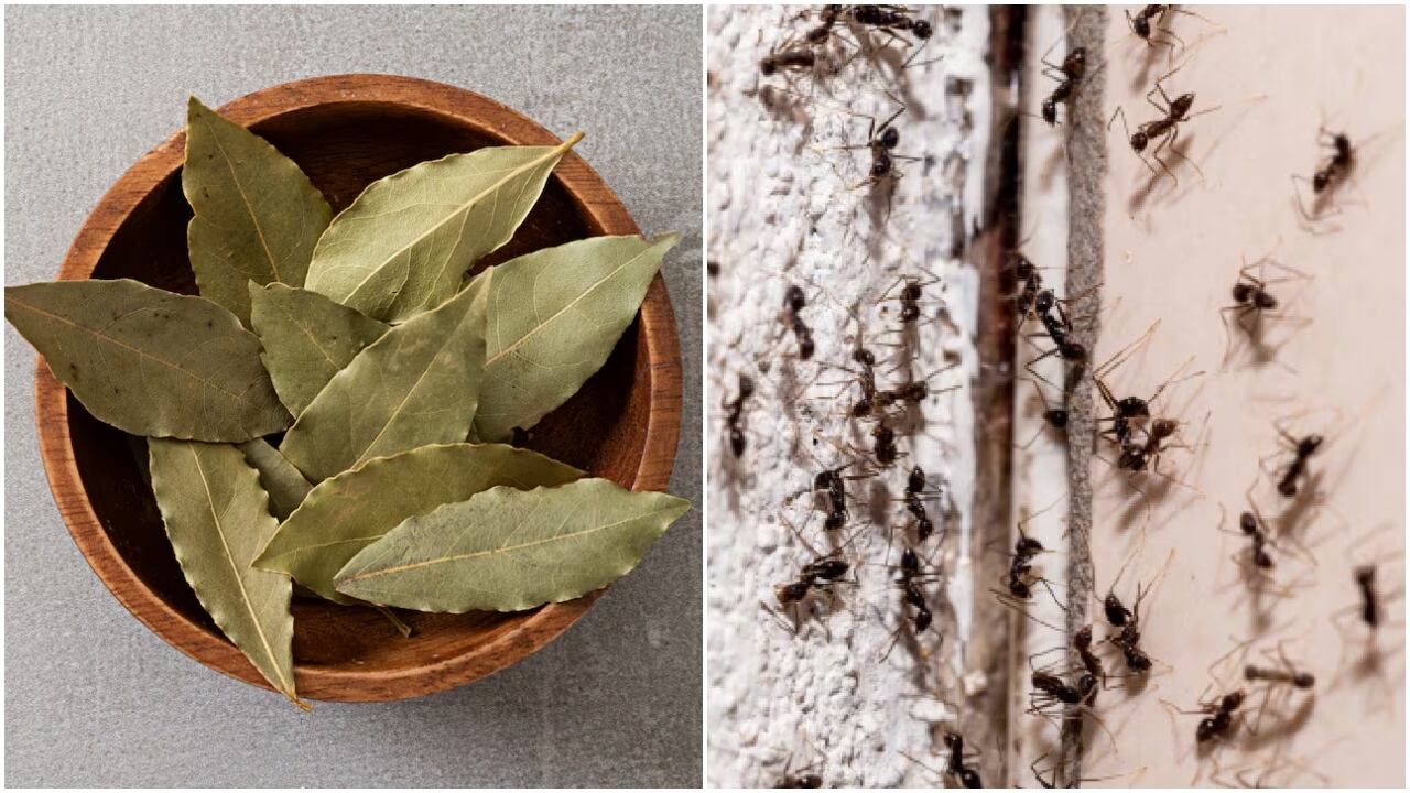Laurel para ahuyentar a las hormigas.