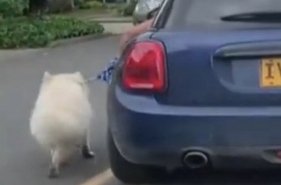 Maltrato animal en Bogotá