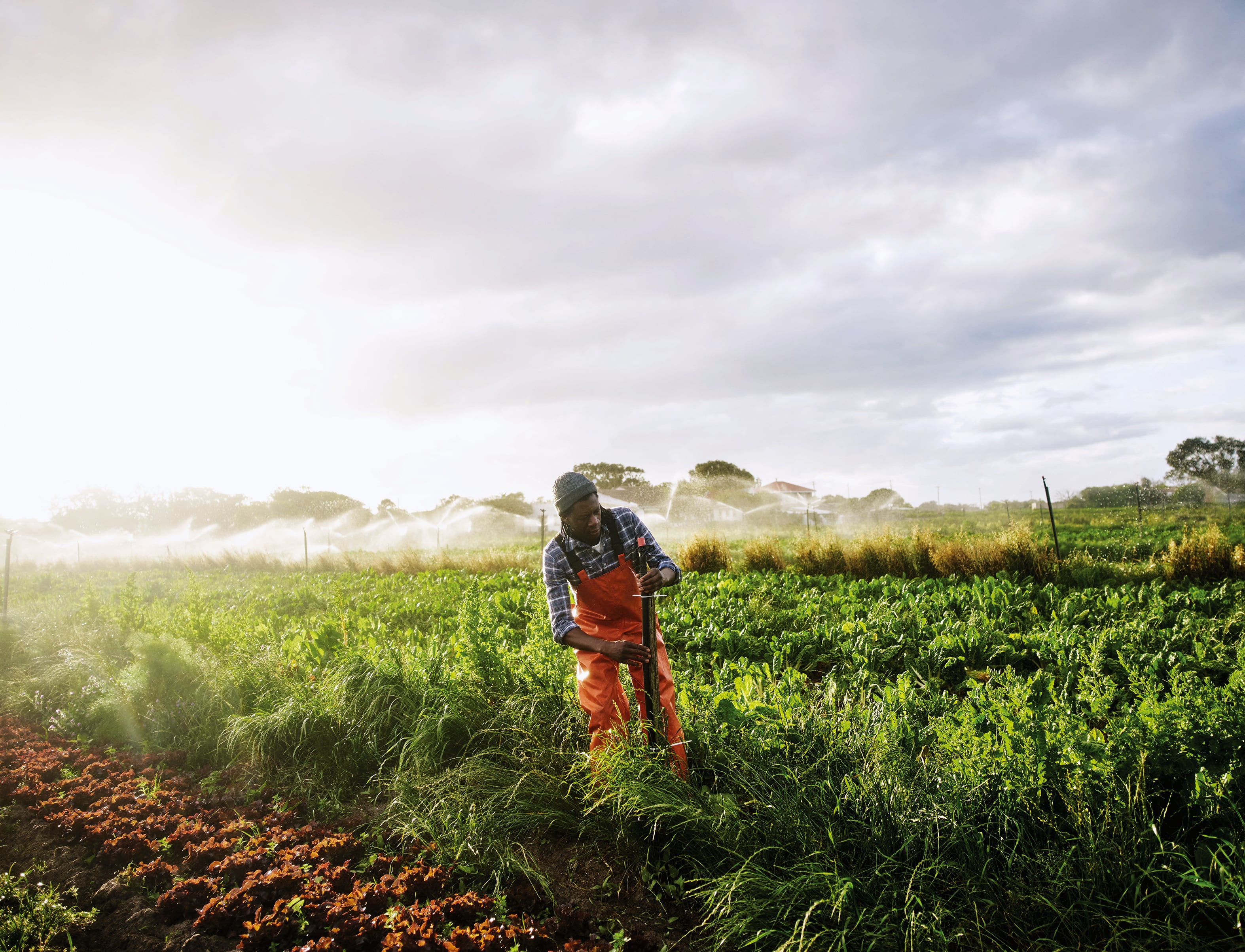 El panorama de la agricultura en Colombia.