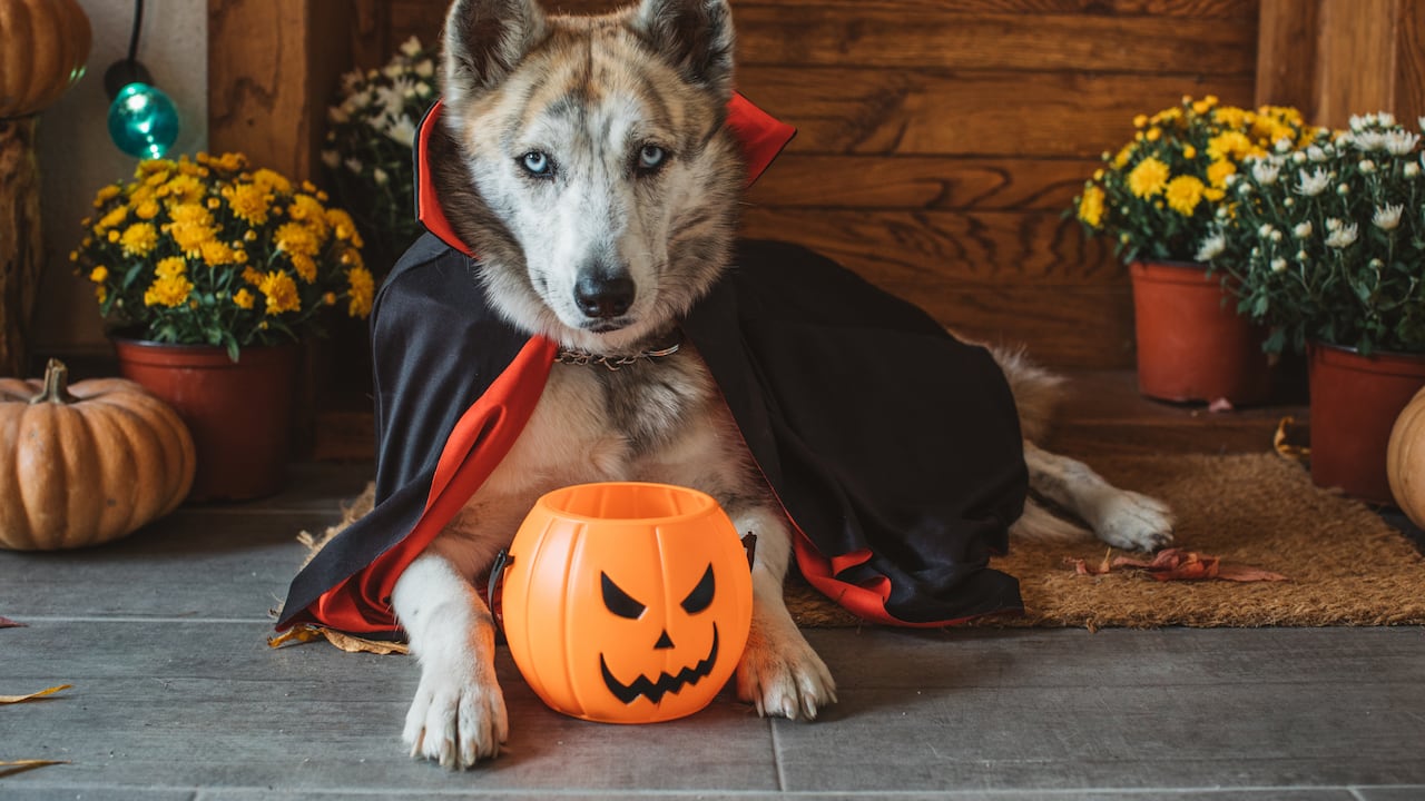Domestic dog on porch dressed in vampire costume for Halloween