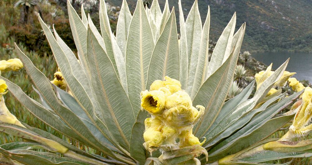 PropiedadesLas hojas de frailejón son utilizadas en infusiones para aliviar reumatismo, dolores en riñones, ataques de asma y tos.    