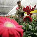 Las flores por décadas han sido el producto líder de las exportaciones a Estados Unidos.