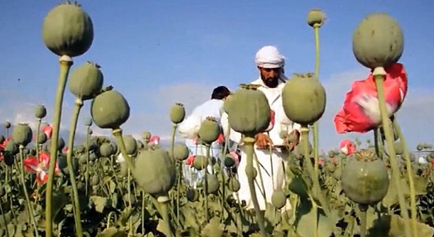 Afganistán: récord de cultivo de opio