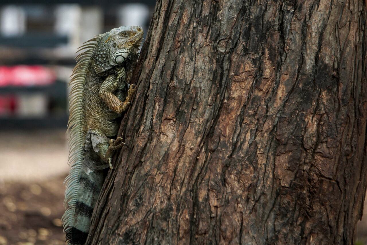 Nueva política de protección animal