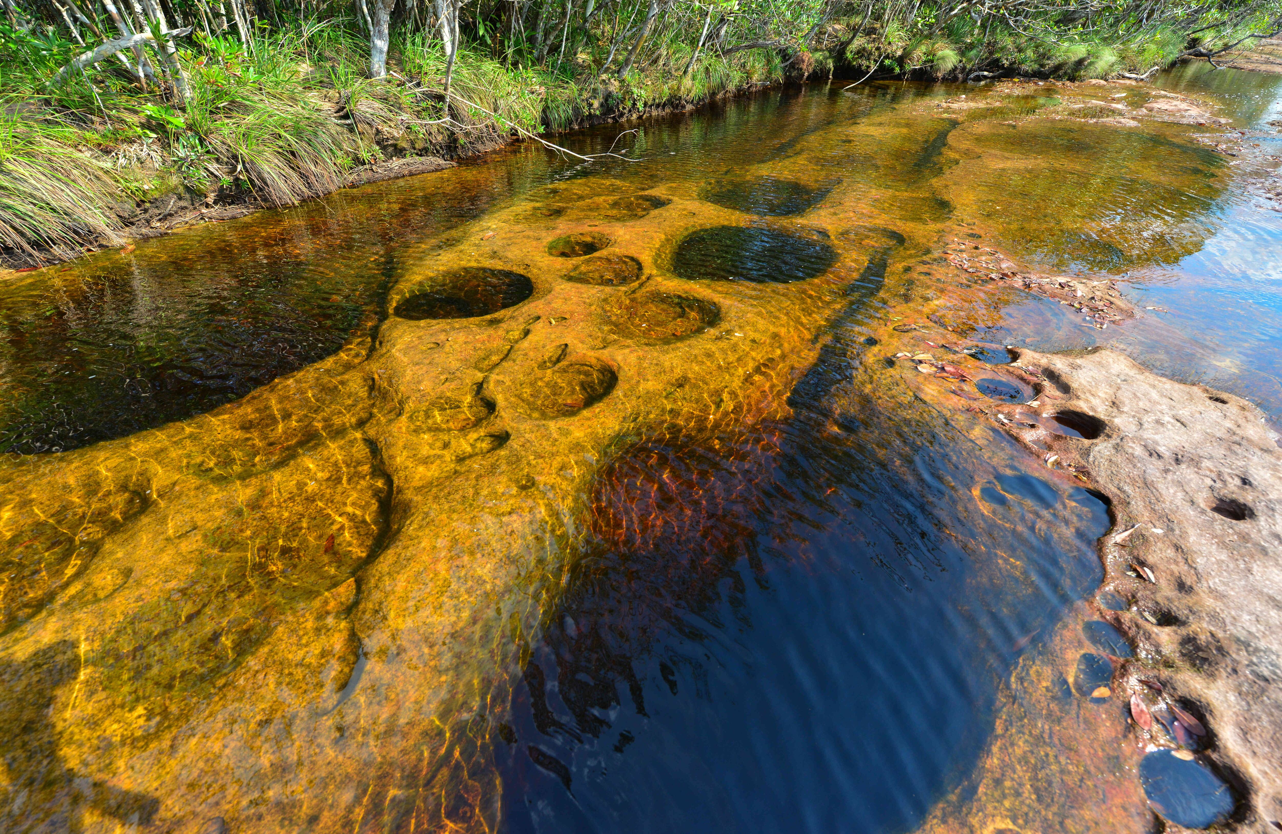 Es uno de los territorios inexplorados del planeta tierra, lugar clave para la conservación de especies en peligro, como la danta, el delfín rosado y la salamandra tritón. Foto Fernando Trujillo, Fundación Omacha