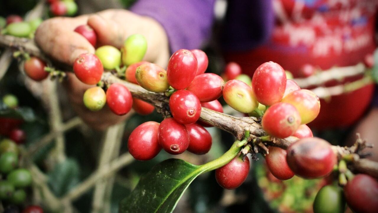 El proyecto busca fortalecer la sostenibilidad del café colombiano.