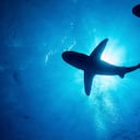 Los animales acuáticos podrían estar siendo alimentados a las orillas de la playa de San Andrés. Foto: Getty Images