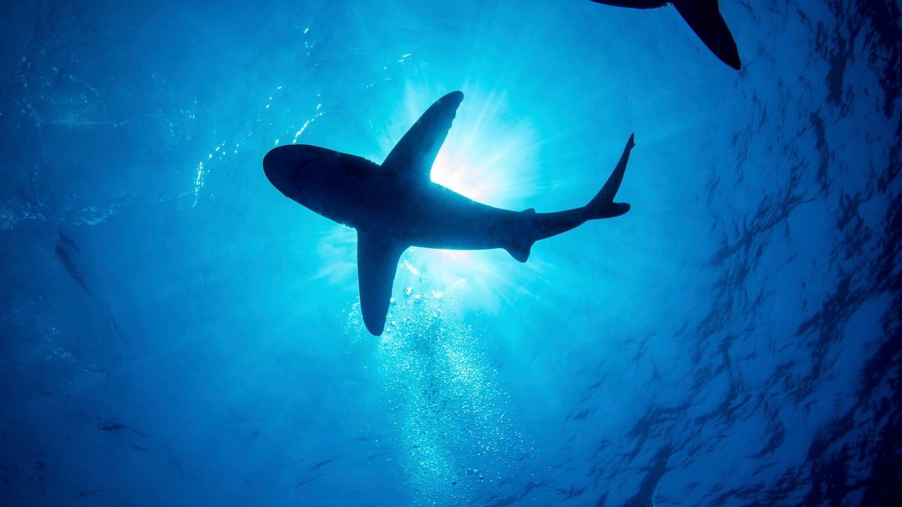 En las últimas semanas se han registrado avistamientos de tiburones en playas de la costa este de Estados Unidos. Foto de referencia.