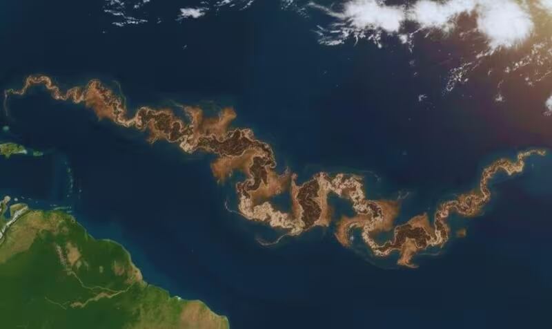 Imagen ilustrativa del Cinturón de Sargazo