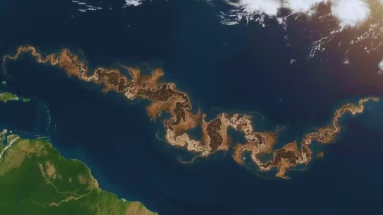 Imagen ilustrativa del Cinturón de Sargazo