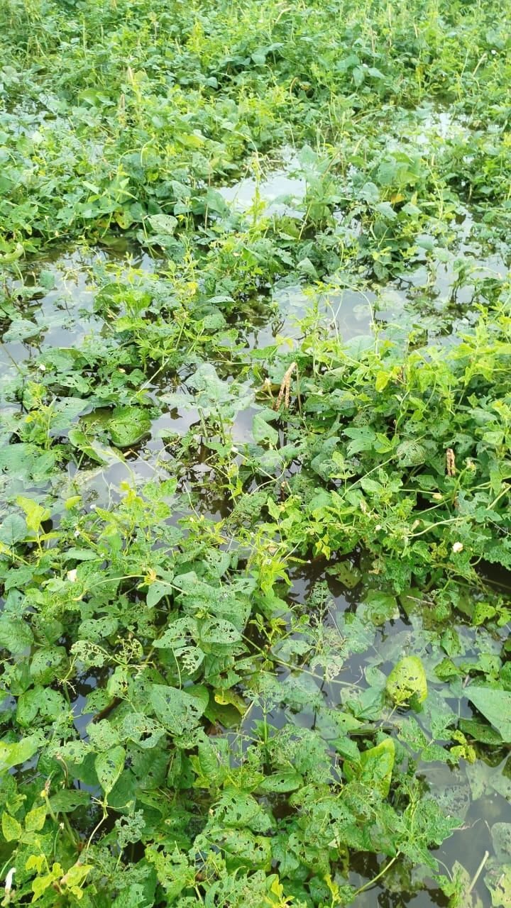 Invierno azota también al campo