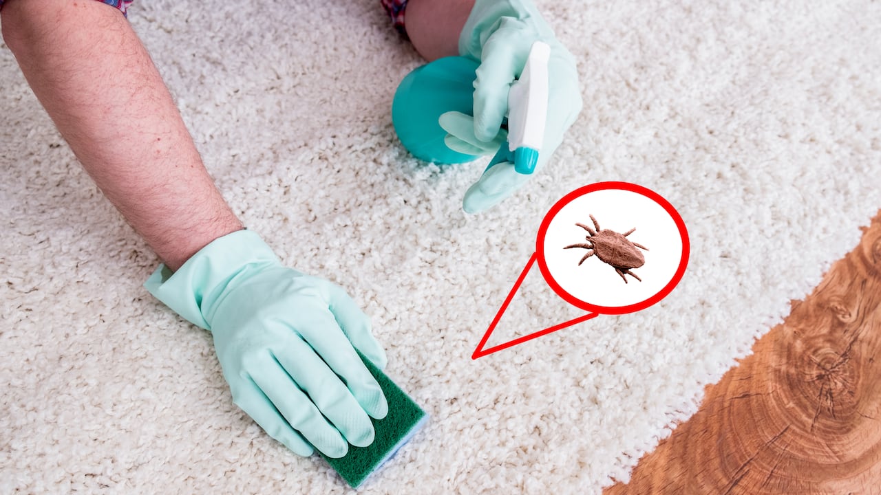 ¿Cómo eliminar los ácaros y reducir las alergias en el hogar?