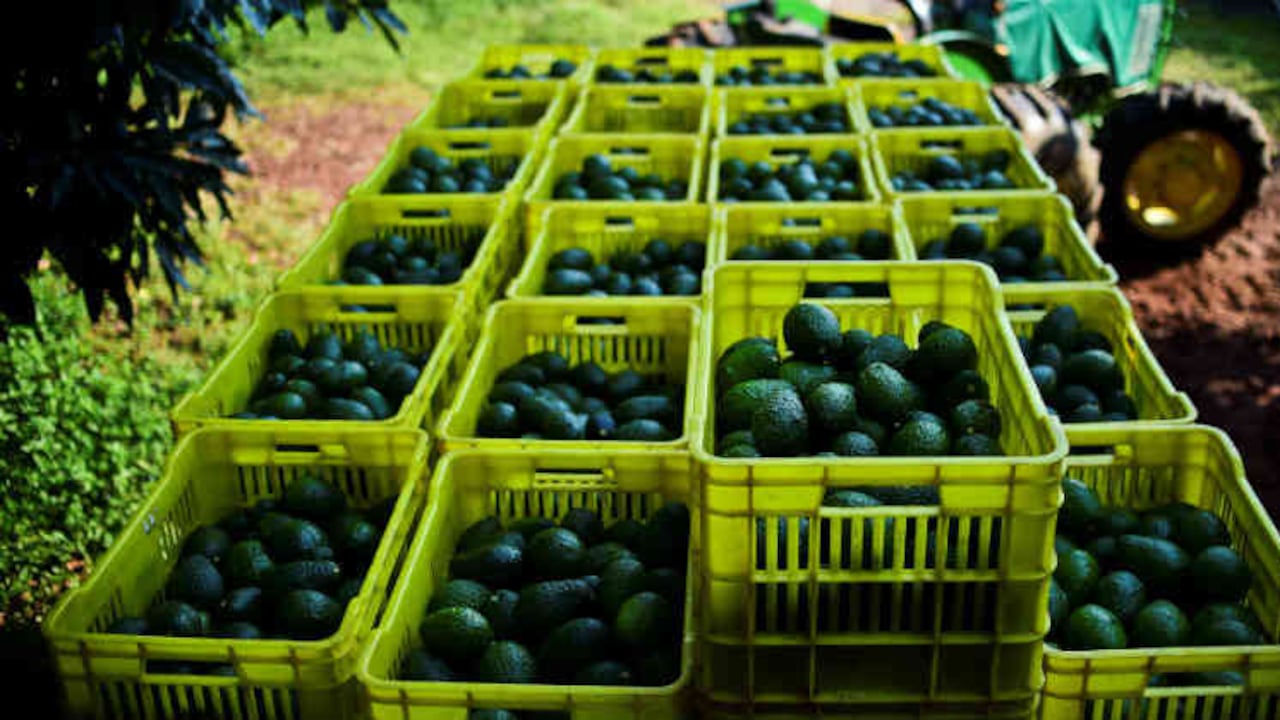 Siguen creciendo las exportaciones de aguacate.