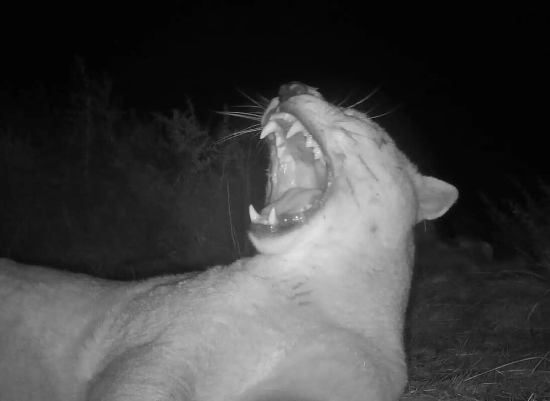 Al revisar las imágenes, quedó claro que el animal había interactuado con la cámara de una manera inusual y cercana.