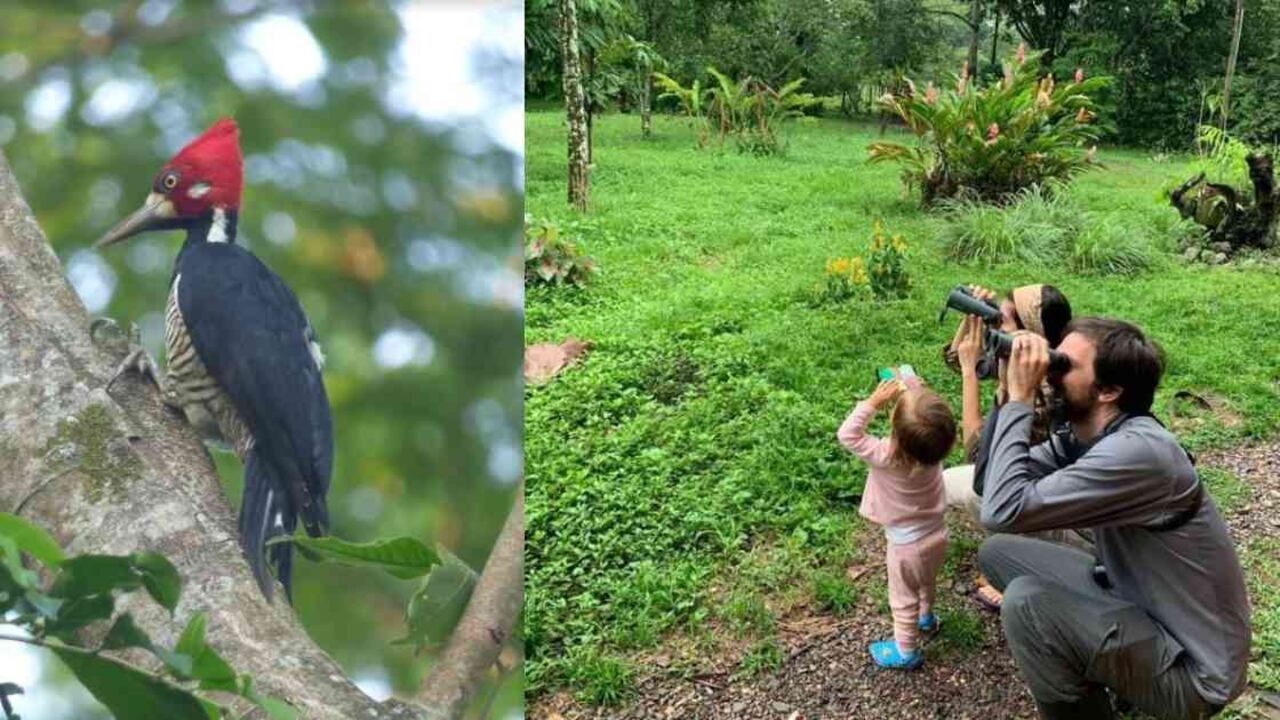 Desde ventanas o cerca a reservas naturales y parques, expertos del Humboldt reportaron las aves. Fotos: Scott Winton.
