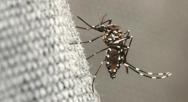 Aedes agypti, principal transmisor del dengue en nuestro medio.