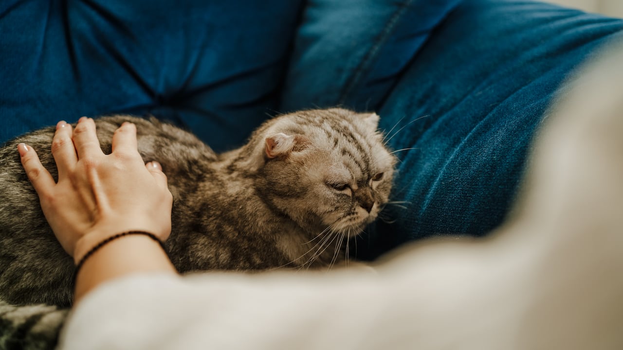 Gato sentado en un sofá mientras unas manos humanas intentan acariciarlo.