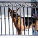 Commander, el perro de la familia Biden, en la Casa Blanca en Washington, el 21 de noviembre de 2022. (Foto AP /Carolyn Kaster)