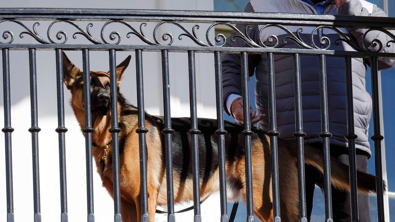 Commander, el perro de la familia Biden, en la Casa Blanca en Washington, el 21 de noviembre de 2022. (Foto AP /Carolyn Kaster)