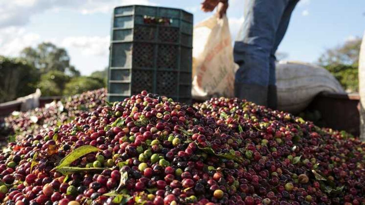 Las exportaciones de café de Colombia pueden llegar a crecer 9,1% hasta 12 millones de bolsas este año.