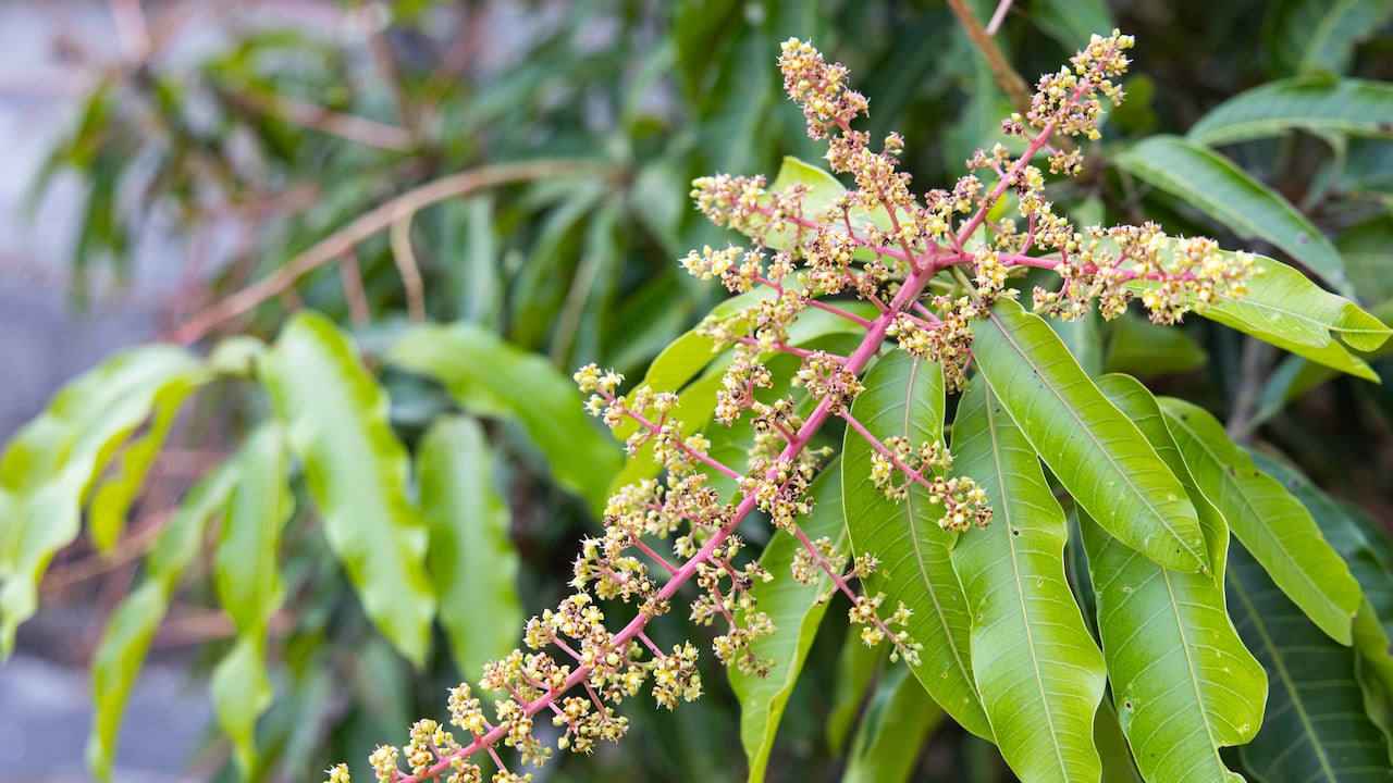 La mata de mango requiere unos cuidados especiales para que florezca.