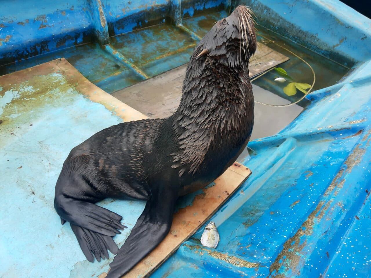 Evelin, la lobo marino que apareció en costa nariñense