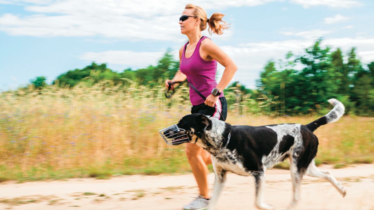 El juego con pelota o frisbee, por sencillo que parezca, es una gran alternativa a la hora de poner a prueba la capacidad física de su mascota.