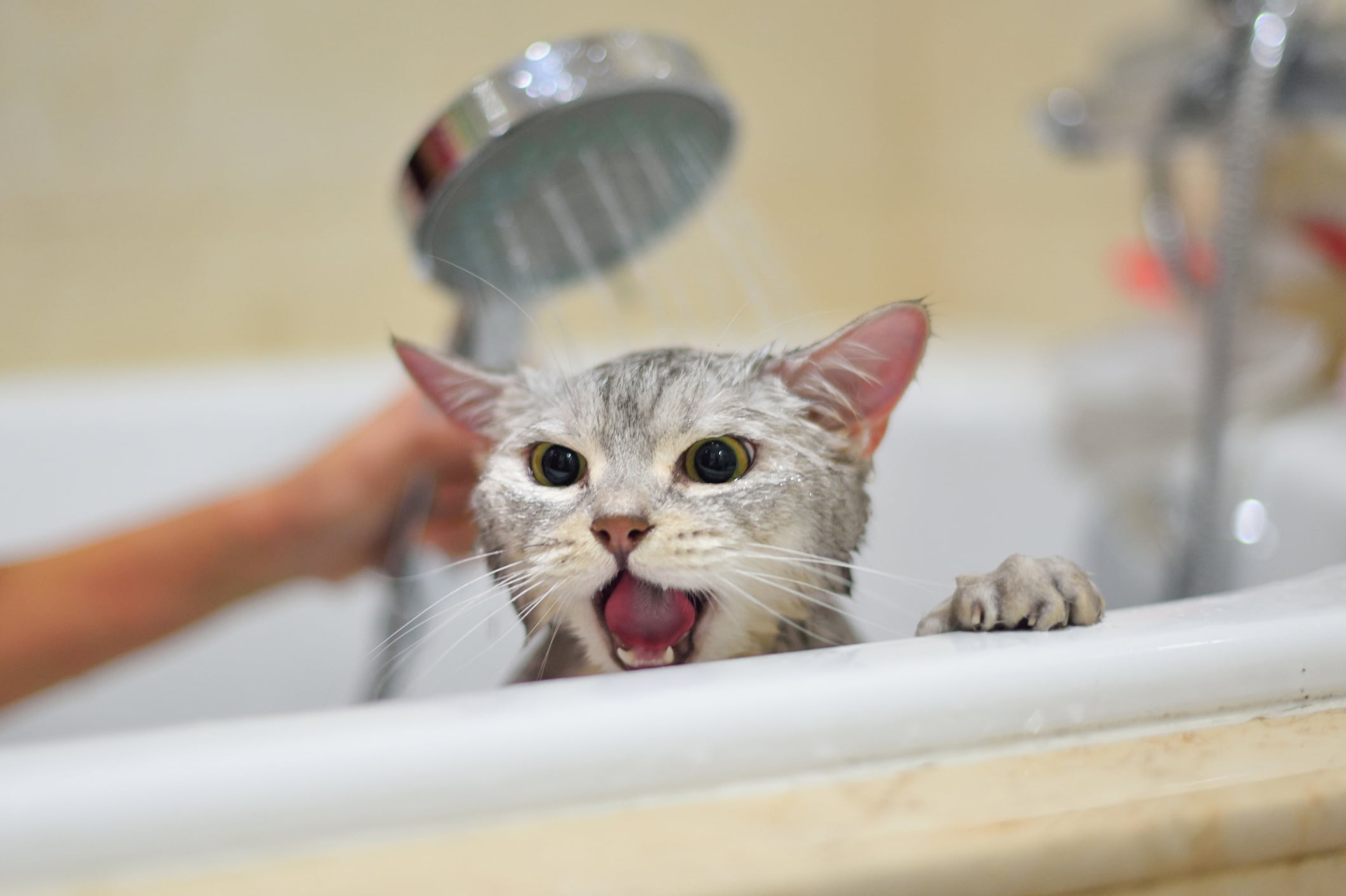 Gatos