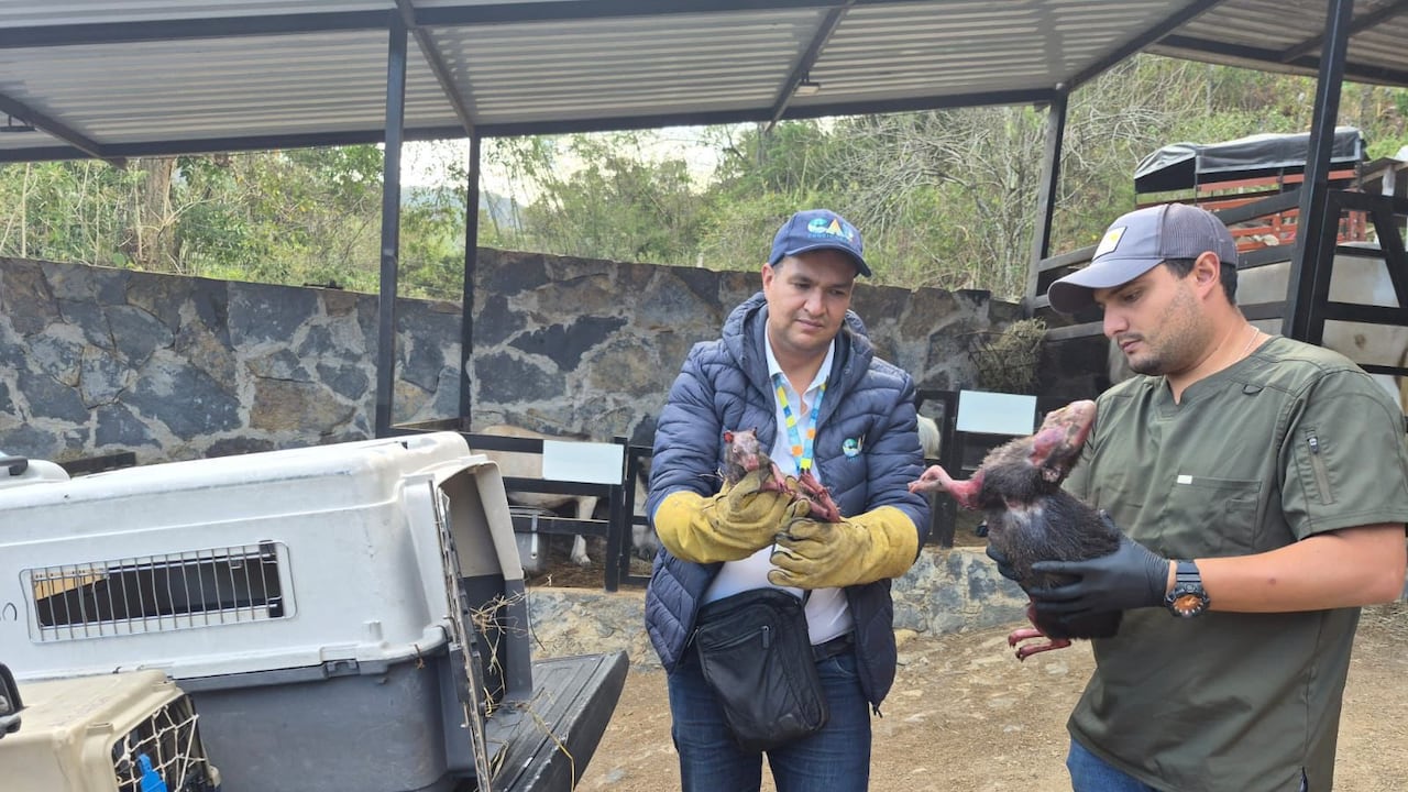 Durante las intervenciones de campo realizadas en el último mes, los equipos médicos veterinarios atendieron a un total de 14 ejemplares silvestres.