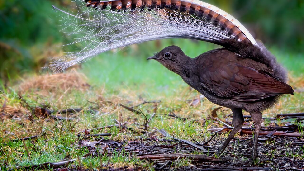Pájaro lira, objeto del estudio /Imagen de referencia