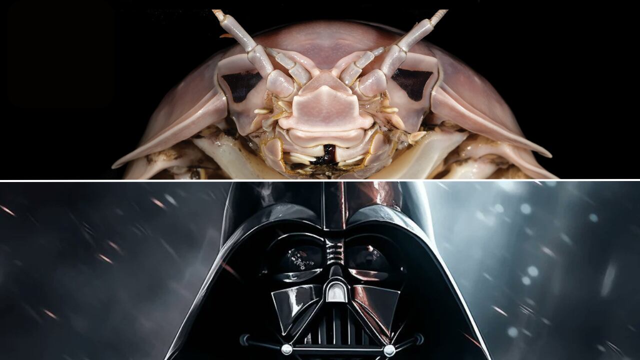 El descubrimiento de Bathynomus vaderi aporta una nueva perspectiva sobre la biodiversidad marina, con un nombre inspirado en el universo de Star Wars.