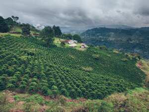 El sur del Tolima, Huila, Cauca y Nariño es el nuevo eje cafetero: producen el 50% del café del país.