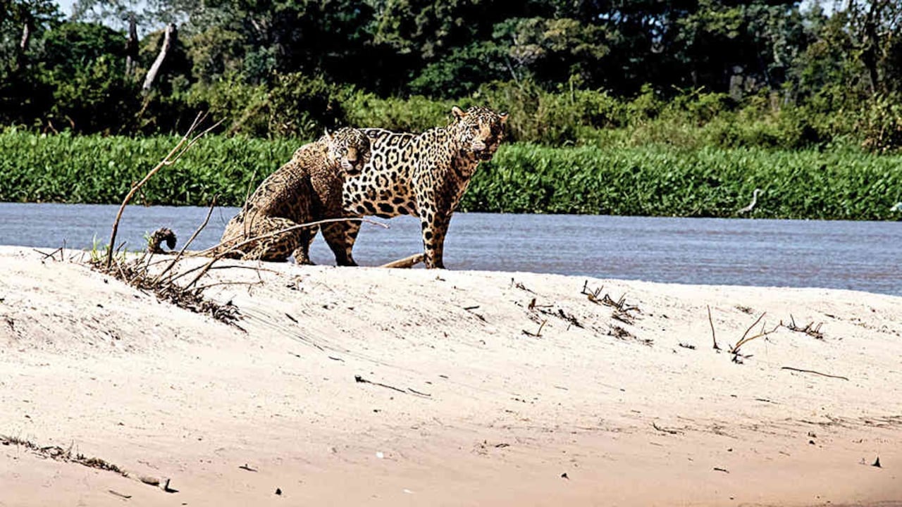 Jaguares en Colombia