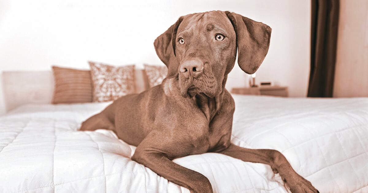 Adiestramiento de perros