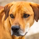 ¿De qué país son los perros caramelo?