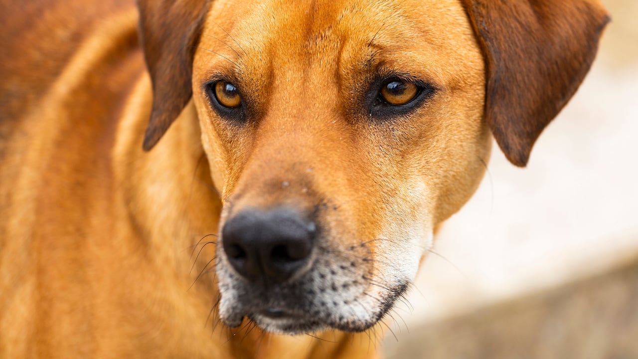 ¿De qué país son los perros caramelo?