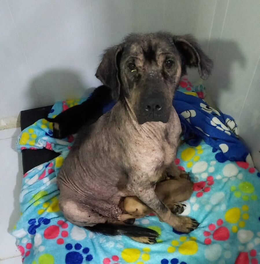 Algunos de los animales rescatados fueron dados en adopción